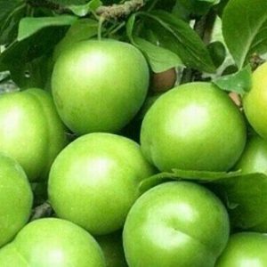 gojesabz